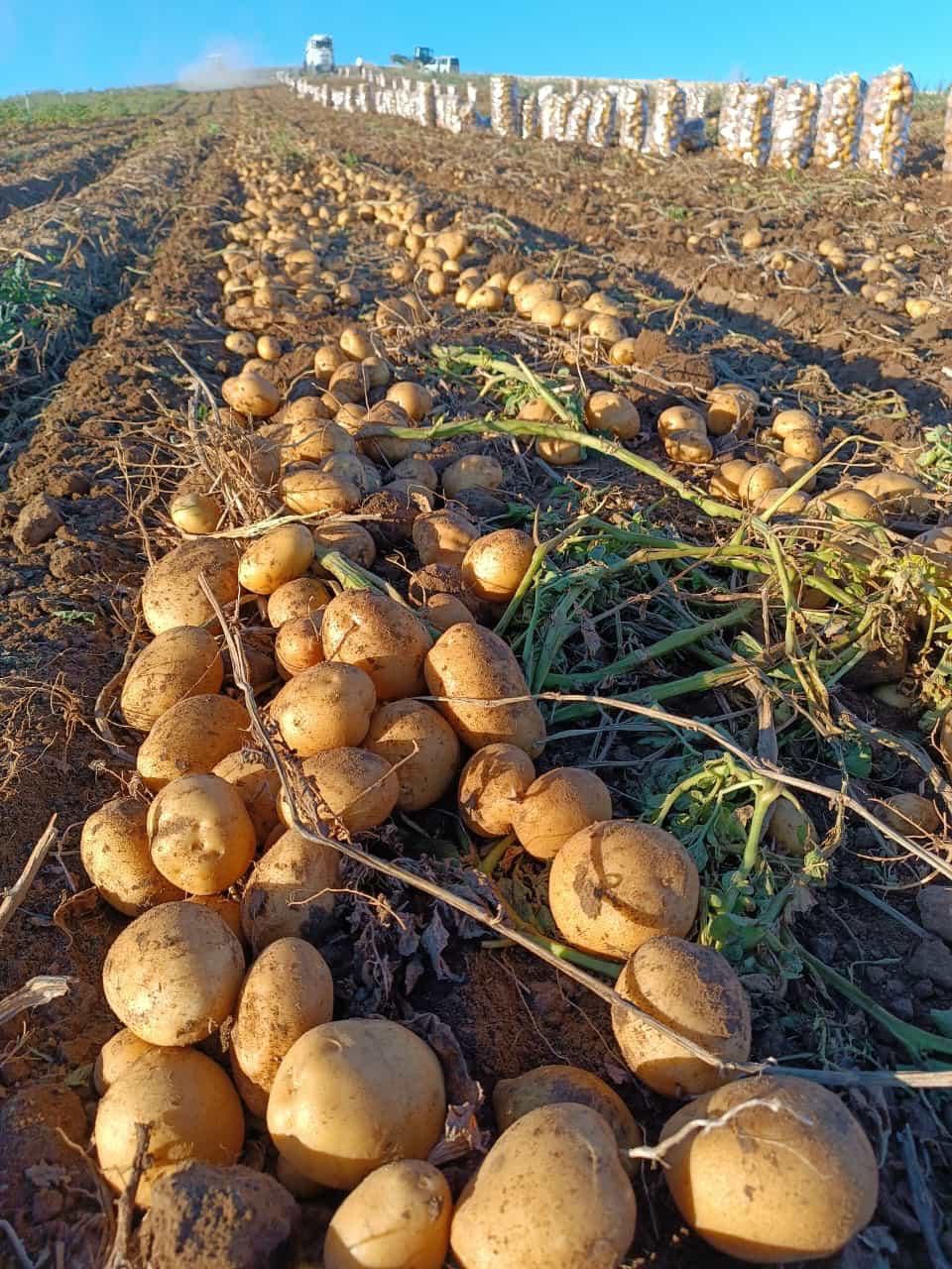 patates niğde nevşehir türkiye patsoo yaşar ergül tarım ürünleri