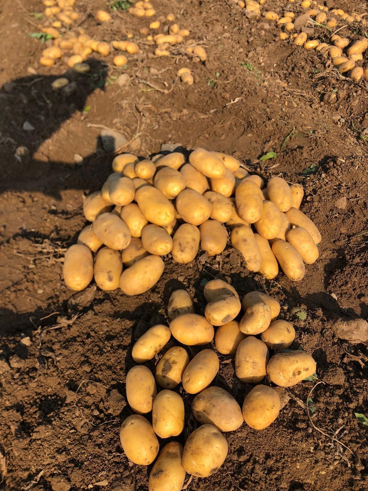 patates kızartmalık yemeklik patsoo
