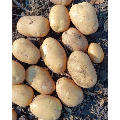 Melody Yemeklik Patates